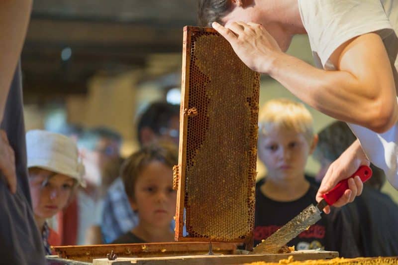 Visuel de l'événement Miel et abeilles - dimanche 7 septembre 2025