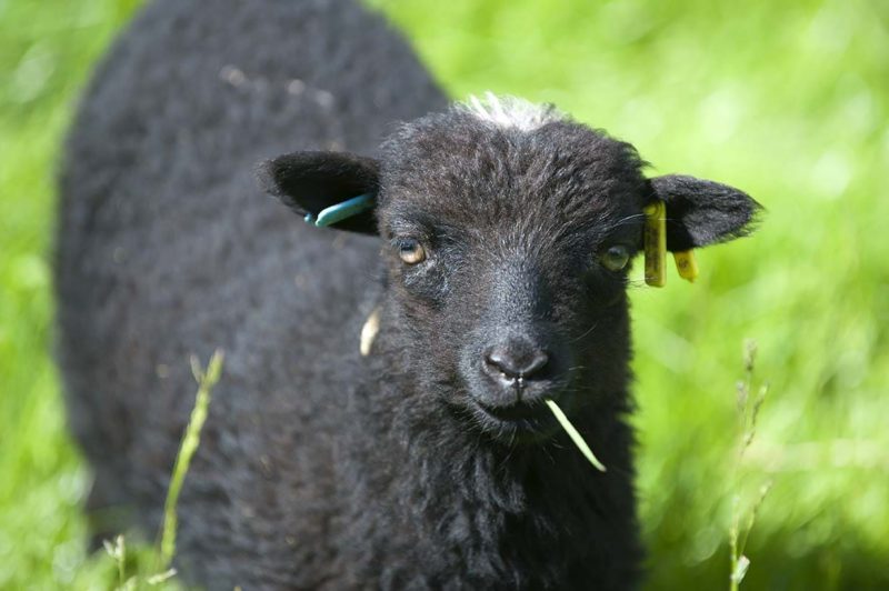 Visuel de l'événement Tonte des moutons - dimanche 3 mai 2026