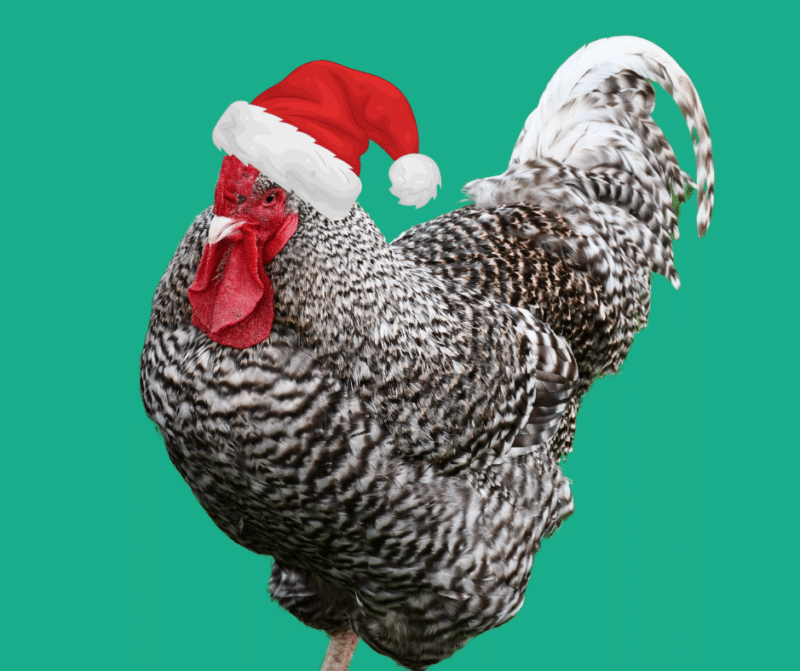 Visuel de l'événement Conte de la Coucou de Rennes - dimanche 14 décembre 2025