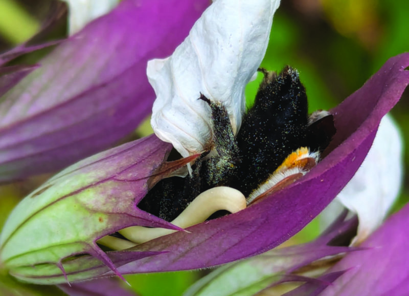Visuel de l'événement CONFERENCE – La vie amoureuse des plantes - dimanche 12 avril 2026