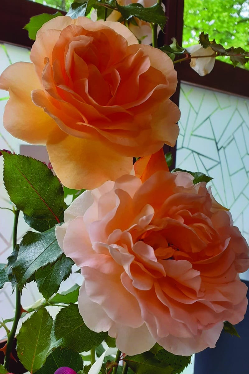 Conférence Histoire de la création d’une rose